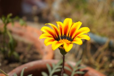 Güzel sarı gazania çiçeği Gün ışığında çiçek açıyor