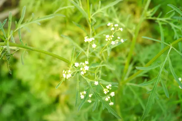 stock image GREEN AND FRESH Cyclospermum leptophyllum plant