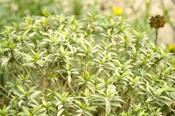 stock image Top view of Pinwheel Flower Plant