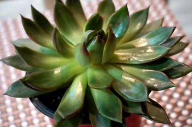 Echeveria Interior Plant at Table top clipart