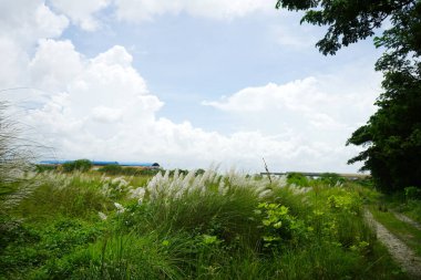 Kash phul field beside road side at Kolkata Rajarhat clipart