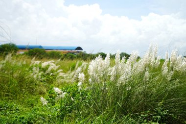Vahşi Sugarcan çiçeği, Kash Flower Kans çim çiçeği (Saccharum Spontaneum), Kash Phul Bengal 'de