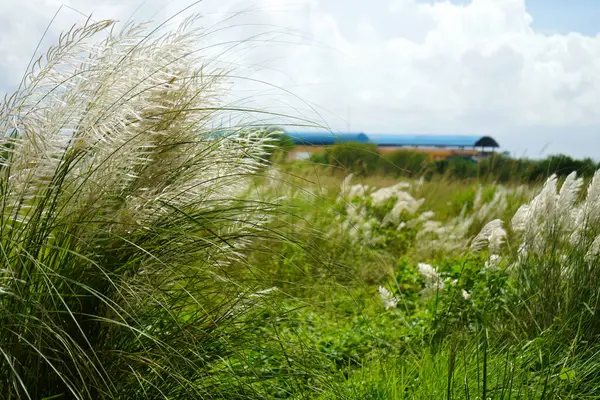 stock image White Kash Phul or Kans grass flower (Saccharum Spontaneum) blomming during Durga Puja TIme