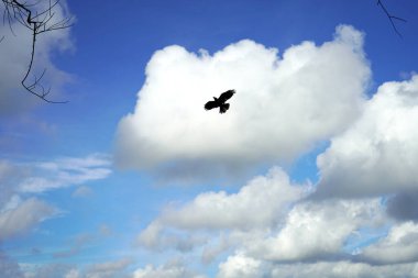 A bird flying in the blue sky clipart