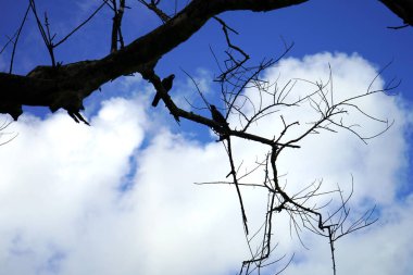 Arka planda bulut ve gökyüzü olan ağaç dalları yok