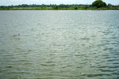 Fish agriculture wetland at Kharibari Kolkata clipart