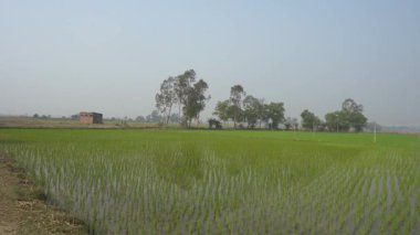 Scenic Landscape View of Rural Bengal and Rice Cultivation