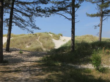 Hollanda 'da Groet' in kumullarında mavi gökyüzüne karşı köknar ağaçları                      