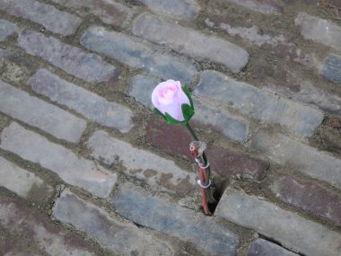 Cam fiber kabloya bağlanmış plastik pembe bir gül.