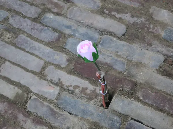 Cam fiber kabloya bağlanmış plastik pembe bir gül.