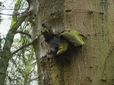 Bir ağacın gövdesine çivilenmiş iki eski bot.