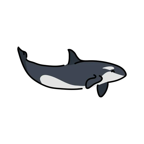 キラージンベエザメのカラーラインイラスト 海洋哺乳類 — ストックベクタ