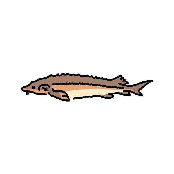 Sturgeon Color Line Illustration Ocean Fishes — Stock Vector