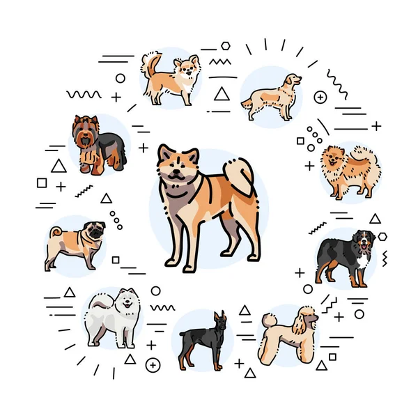 Порода Собак Веб Баннер Инфографика Линейными Иконками — стоковый вектор