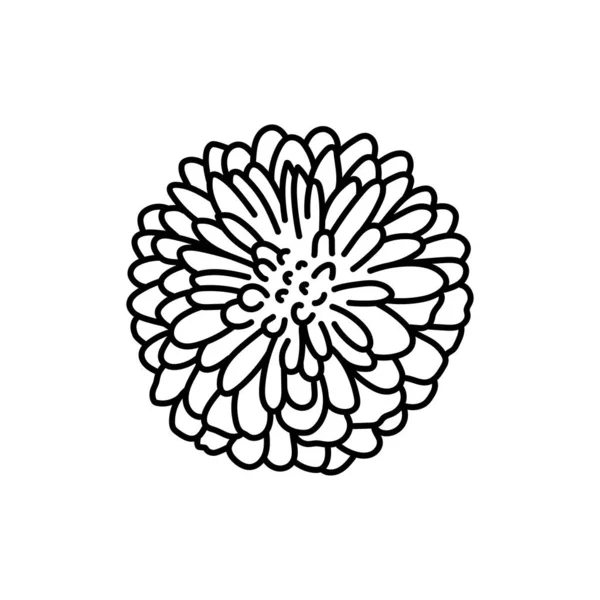 Chrysanthemenblüte Schwarze Linie — Stockvektor