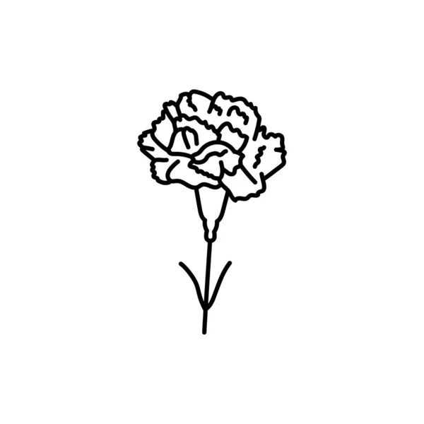 Rosa Dianthus Caryophyllus Nelken Oder Nelkenrosa Art Dianthus Black Line — Stockvektor
