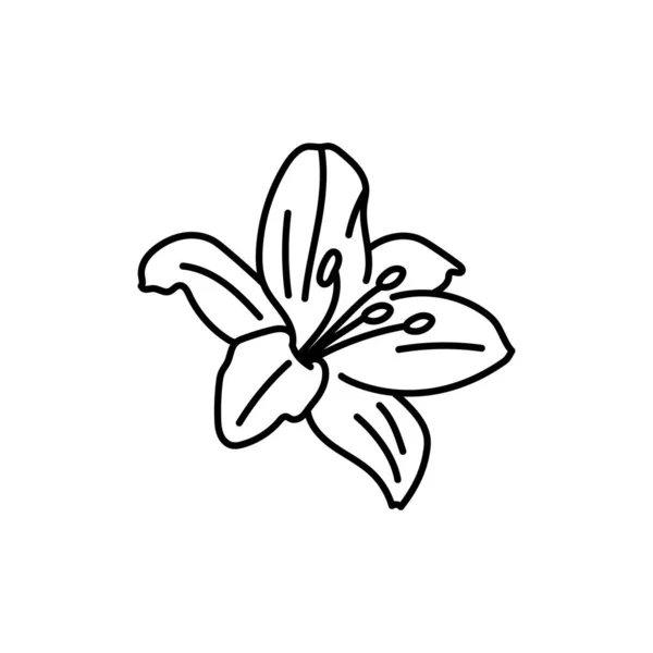 Lily Línea Flor Negro — Archivo Imágenes Vectoriales