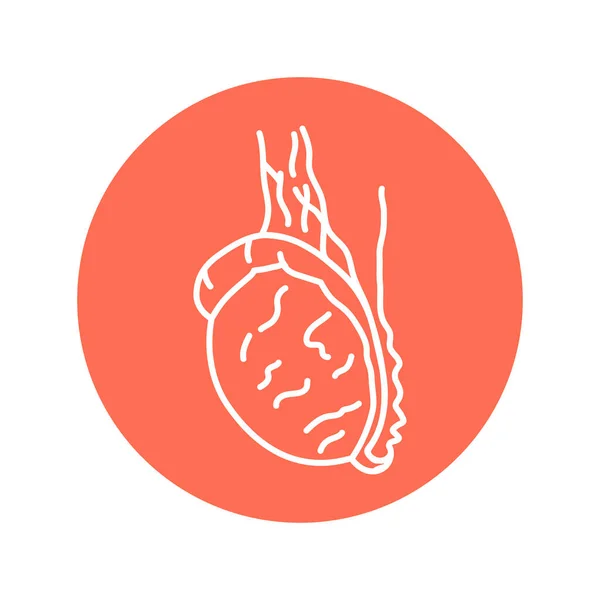 Icône Ligne Couleur Ovaire Système Endocrinien — Image vectorielle
