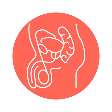 Erkek üreme sistemi renk çizgisi simgesi. Web sayfası için resim grafiği