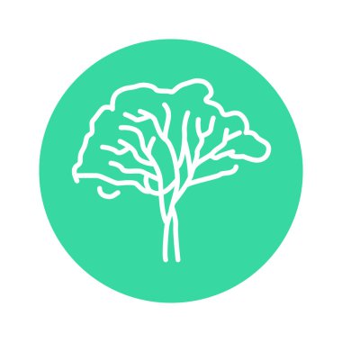 Okaliptüs ağacı renk çizgisi simgesi. Web sayfası için resim grafiği