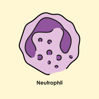 Nötrofil renk simgesi. Kan damarlarında beyaz kan hücreleri var..