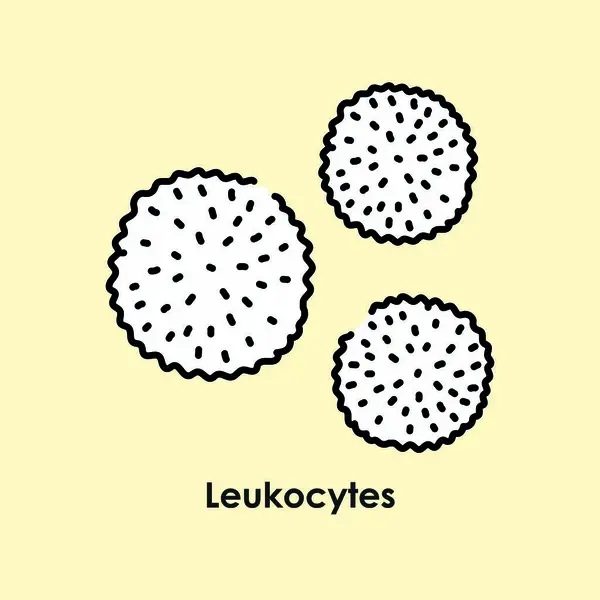 Leukocytes Color Icon White Blood Cells Blood Vessels — Stock Vector