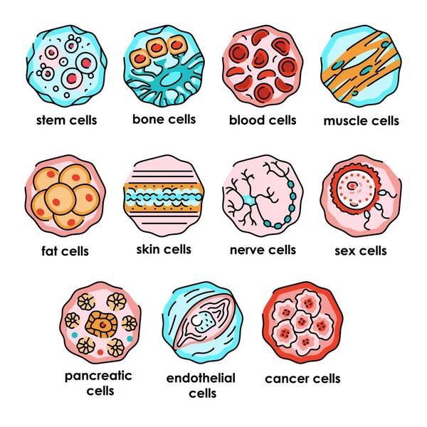 Human Cells Color Line Icons Set Microorganisms Microbes Bacteria — Stock Vector