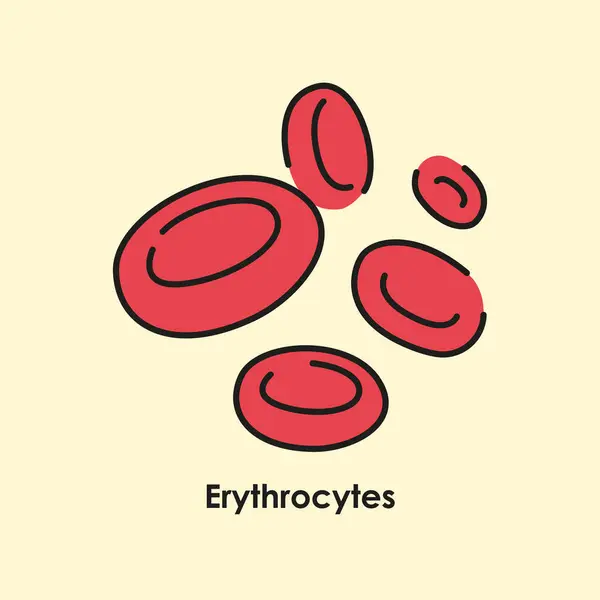 Erythrocytes Color Icon Red Cells Blood Vessels — Stock Vector
