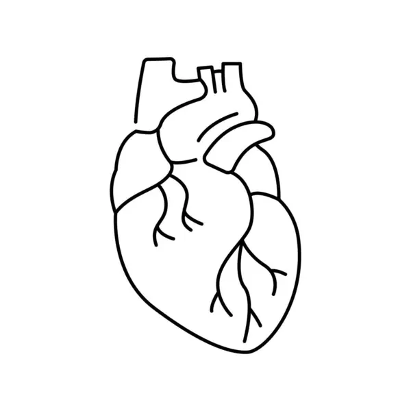 Icône Ligne Couleur Coeur Humain Organisation Dans Organisme — Image vectorielle