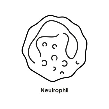 Nötrofil renk simgesi. Kan damarlarında beyaz kan hücreleri var..
