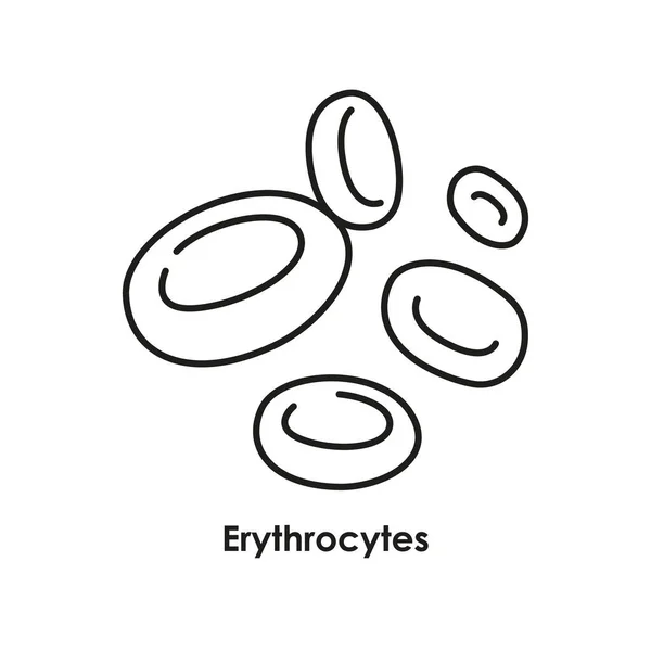Erythrocytes Color Icon Red Cells Blood Vessels — Stock Vector