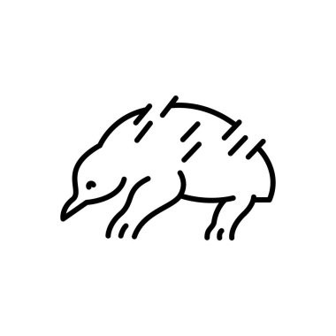 Avustralya ekidna siyah çizgi çizimi. Avustralya Hayvanları.