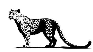 Leopar Silueti Gepard Panter. Beyaz arkaplanda Siyah Siluet