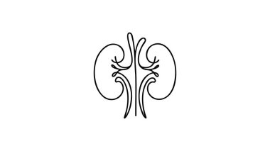 Human kidneys with ureters one line art. Continuous line drawing of human, internal, organs, kidneys, ureters, excretory system. clipart
