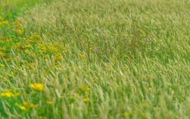Yaz fotoğrafı. Ilıman ülkelerde yetişen ve ekmek, makarna, pasta vb. için un yapmak için kullanılan en önemli bitki olan buğday. ..