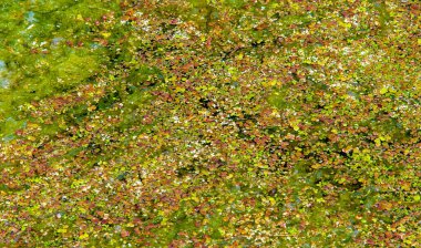 Doğal toksin üretimi yoluyla diğer organizmalar üzerinde olumsuz etkilere yol açan, Zararlı alg tomurcuğu (NAV), genellikle büyük ölçekli ölümlerle ilişkilendirilir.