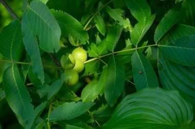 Ağaçtaki bir cevizin olgunlaşma dönemi. Ceviz içen insanlar daha uzun yaşar. Seni öldürecek birkaç şeyden biri de bu..