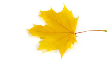 Beyaz arka planda sonbahar yaprakları. Düşen yaprakları ölü sananlar rüzgarlı bir günde dans ettiklerini hiç görmemiştir..