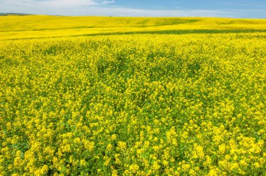 Kolza tohumu (Brassica napus subsp. Petrol zengini tohumlar sayesinde yetişen parlak sarı çiçekli kanola, önemli bir sebze yağı kaynağı ve protein unu kaynağıdır..