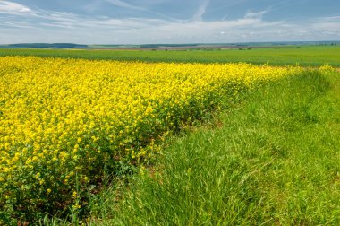 Kolza tohumu (Brassica napus subsp. Petrol zengini tohumlar sayesinde yetişen parlak sarı çiçekli kanola, önemli bir sebze yağı kaynağı ve protein unu kaynağıdır..