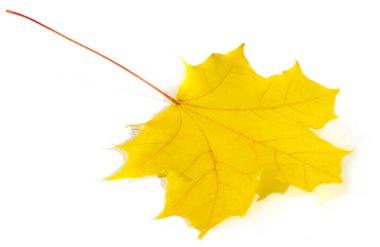 Beyaz arka planda sonbahar yaprakları. Yaz uykumu getiriyor. Sonbahar bana şarkı söyletiyor. Kış oldukça berbat ama bahardan nefret ederim.