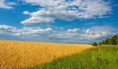 Yaz manzarası. Olgunlaşma aşamasında koçanda buğday. Mısır gevreği yetiştirilen tarlada olgun bir arpa tarlası. 