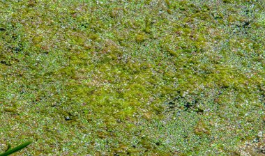 Doğal toksin üretimi yoluyla diğer organizmalar üzerinde olumsuz etkilere yol açan, Zararlı alg tomurcuğu (NAV), genellikle büyük ölçekli ölümlerle ilişkilendirilir.