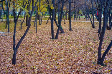 Sonbahar fotoğrafçılığı, sonbaharda yapraklar, yılın bu zamanında ağaçlar turuncu, kırmızı ve bakır çiçeklerden koparak canlanıyor.