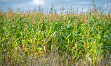  Büyük taneler ya da çekirdekler üreten bir Kuzey Amerika tahıl bitkisi mısır koçanı üzerine dizilmiş. Birçok çeşidi, hem insan hem de çiftlik hayvanı tüketimi için son derece değerli sayısız ürün sunuyor..