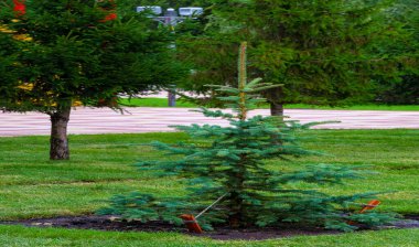 Sonbahar, fotoğraftaki sonbahar eskizi, sarı bordo kırmızı yapraklar, yaz dilekçesi, neşeli resimler.