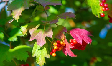 Sonbahar manzarası, fotoğraftaki sonbahar çizimi, sarı bordo kırmızı yapraklar, yaz dilekçesi, neşeli resimler.