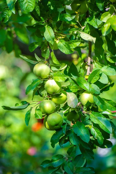 Яблука Насправді Дерева Зважуються Зеленими Яблуками Жовтими Плямистими Грушами Крабами — стокове фото