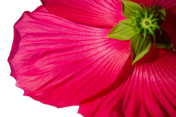 Hibiscus Rosa Sinensis Китайська Троянда Фіолетові Квіти Були Цвіті Блискучі — стокове фото