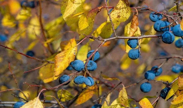 Prunus Spinosa Blackthorn Sloe Olarak Adlandırılır Konserve Yiyecekler Için Uygundur — Stok fotoğraf